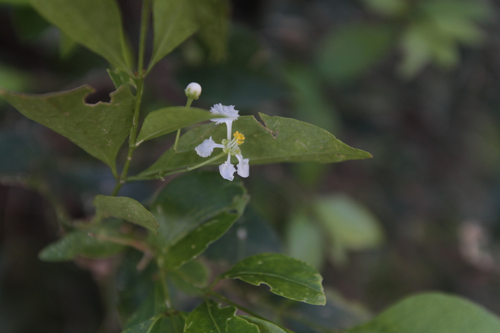 Malpighia urens (Malpighia urens)