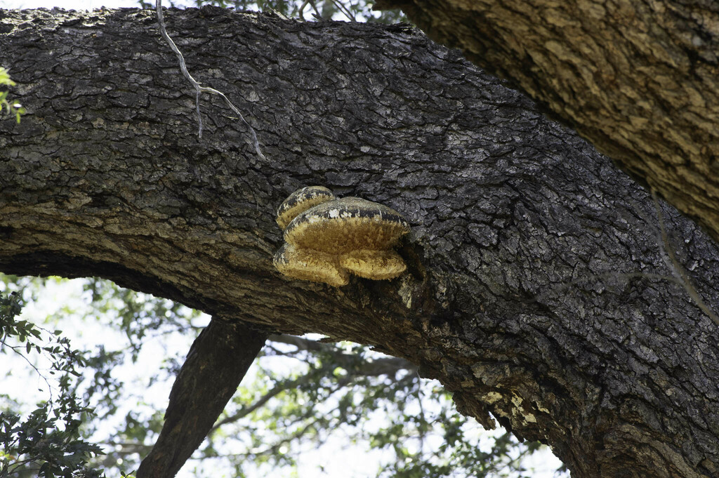 Laetiporus portentosus · November 2014 · photo: © lartundo (iNaturalist, cc-by)