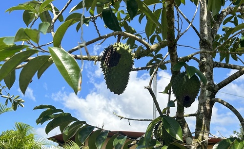 Foto de Graviola