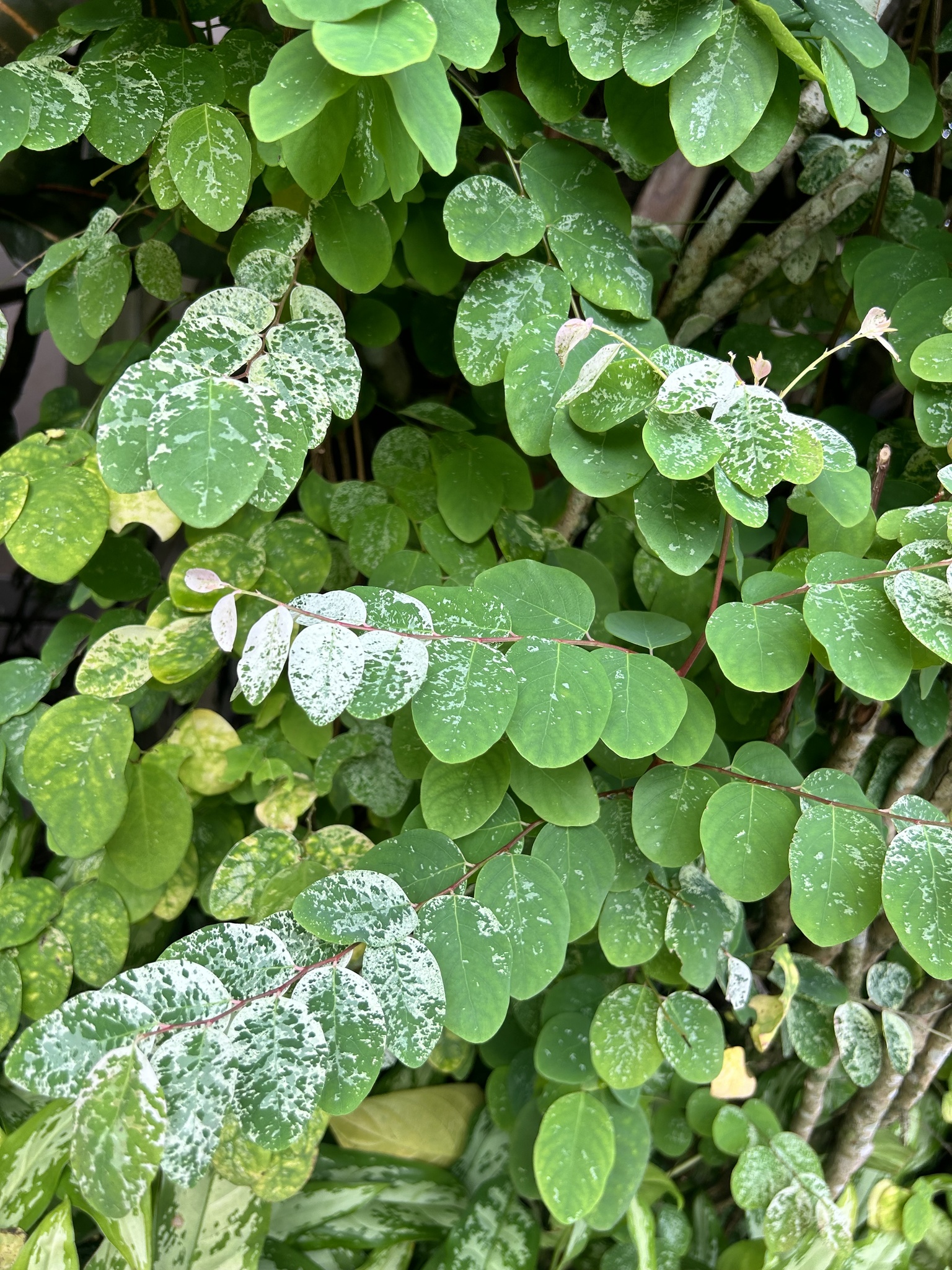 Imagem de Planta-fita