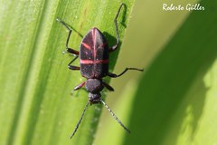 Lystronychus pulchellus