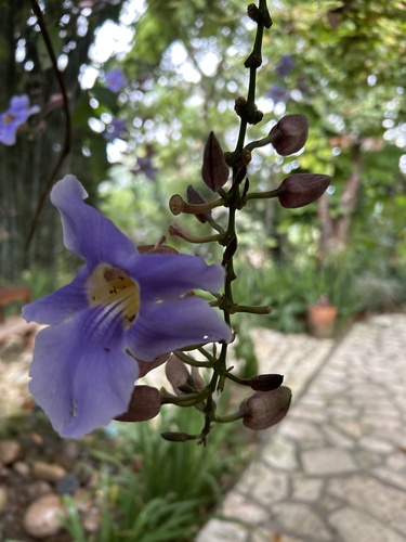 Foto de Tumbérgia