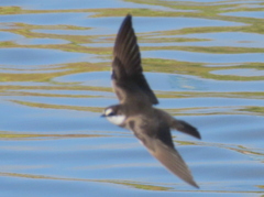 Banded Martin photo 4