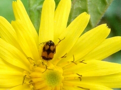 Attagenus bifasciatus