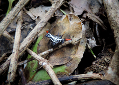 Gasteracantha westringi