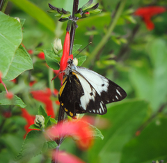 Belenois java peristhene