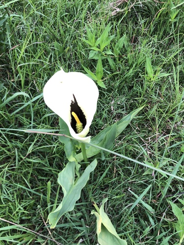 Foto de Calla