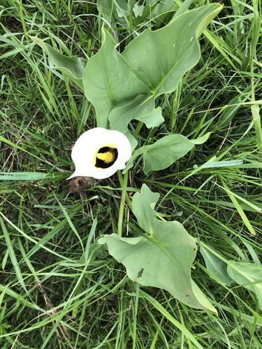 Foto de Calla