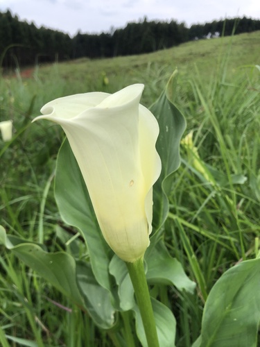 Foto de Calla