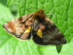 Panemeria tenebrata