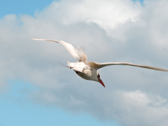 Phaethon rubricauda roseotinctus