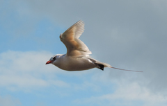 Phaethon rubricauda roseotinctus