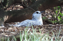 Phaethon rubricauda roseotinctus