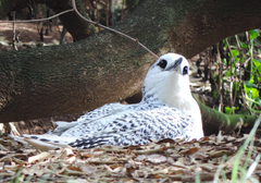 Phaethon rubricauda roseotinctus