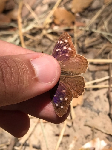 Florida Purplewing