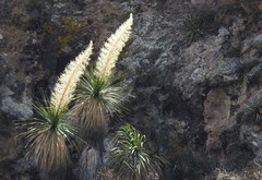 Dasylirion parryanum