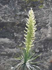 Dasylirion parryanum