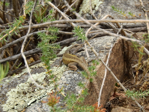 Liolaemus parvus