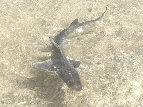 Narrownose smooth hound (Mustelus schmitti) — Triakidae — 3