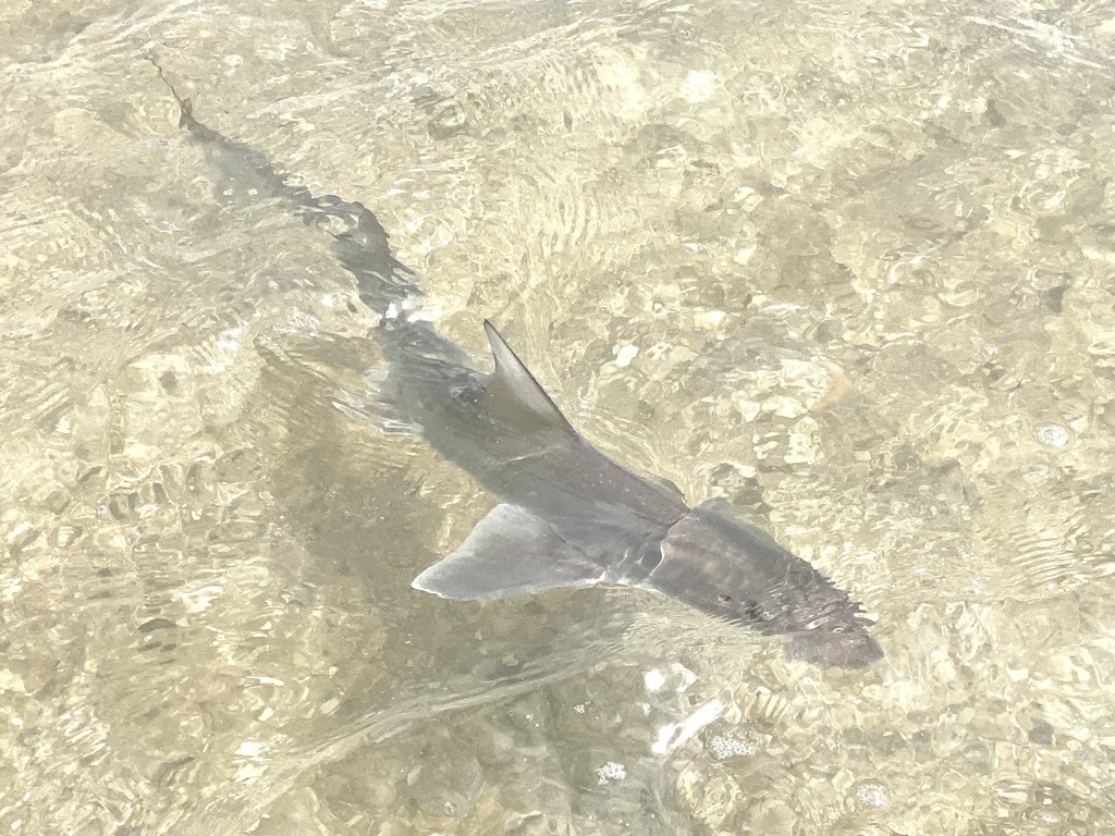 Narrownose Smoothhound