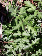 Heracleum sphondylium sphondylium