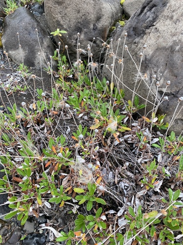 Dryas grandis (Dryas grandis)