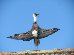 African Woolly-Necked Stork photo 5