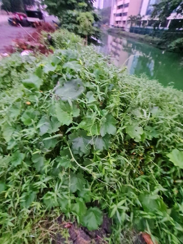 Foto de Abóbora-d'água