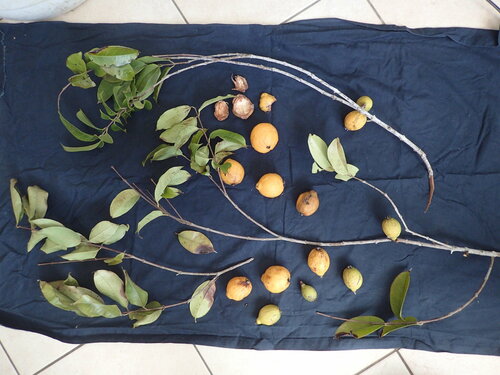 Eugenia moschata