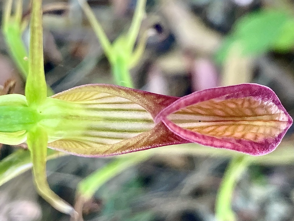 Cryptostylis ovata