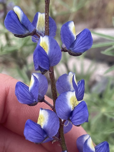 Lupinus sparsiflorus ssp. mohavensis