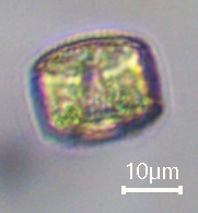 Coscinodiscophycidae