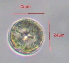 Coscinodiscophycidae