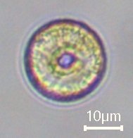 Coscinodiscophycidae