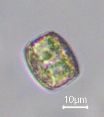 Coscinodiscophycidae