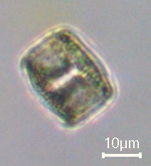 Coscinodiscophycidae