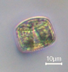 Coscinodiscophycidae