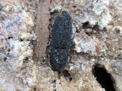 Lacon punctatus