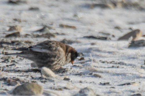 Brandt's Mountain Finch (Leucosticte brandti), photo 8