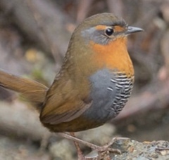Scelorchilus rubecula