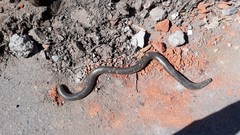 Afrotyphlops mucruso