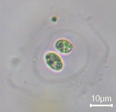 Oocystis