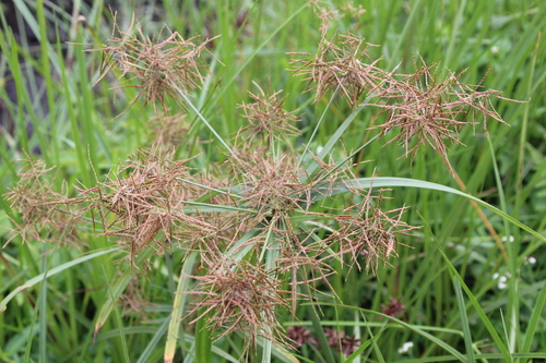 Cyperus distans iNat (2)