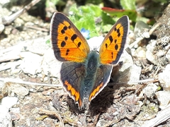 Lycaena phlaeas daimio