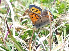 Lycaena phlaeas daimio
