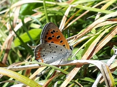 Lycaena phlaeas daimio