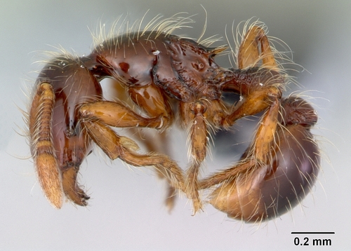 匿蚁属Cryptomyrmex