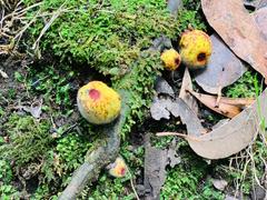 Gymnogaster boletoides