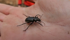 Calosoma inquisitor