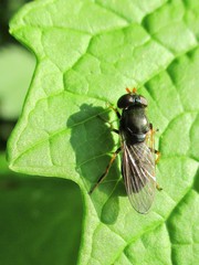 Cheilosia pagana